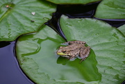 21st Jul 2022 - Frog on a Lilly Pad