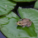 Frog on a Lilly Pad by mdaskin