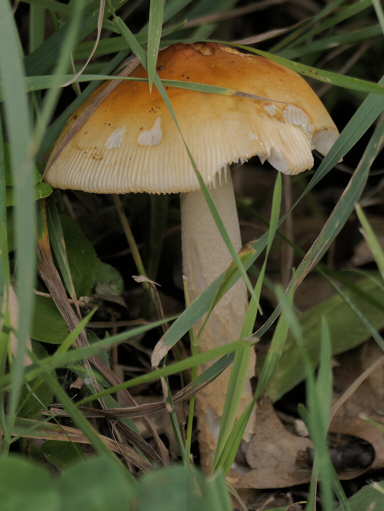 orange gisette mushroom by rminer