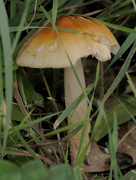 25th Jul 2022 - orange gisette mushroom
