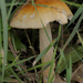 orange gisette mushroom by rminer