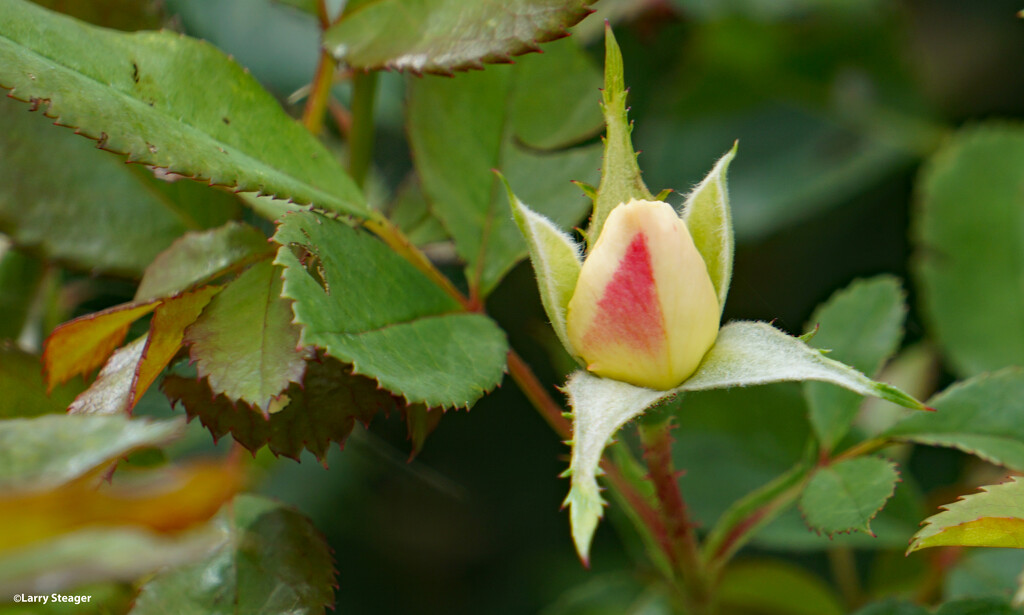 Rose bud by larrysphotos