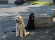 26th Jul 2022 - Doggy Duo