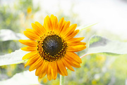 25th Jul 2022 - The next Sunflower...
