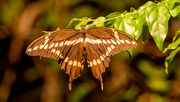 25th Jul 2022 - Giant Swallowtail Butterfly!