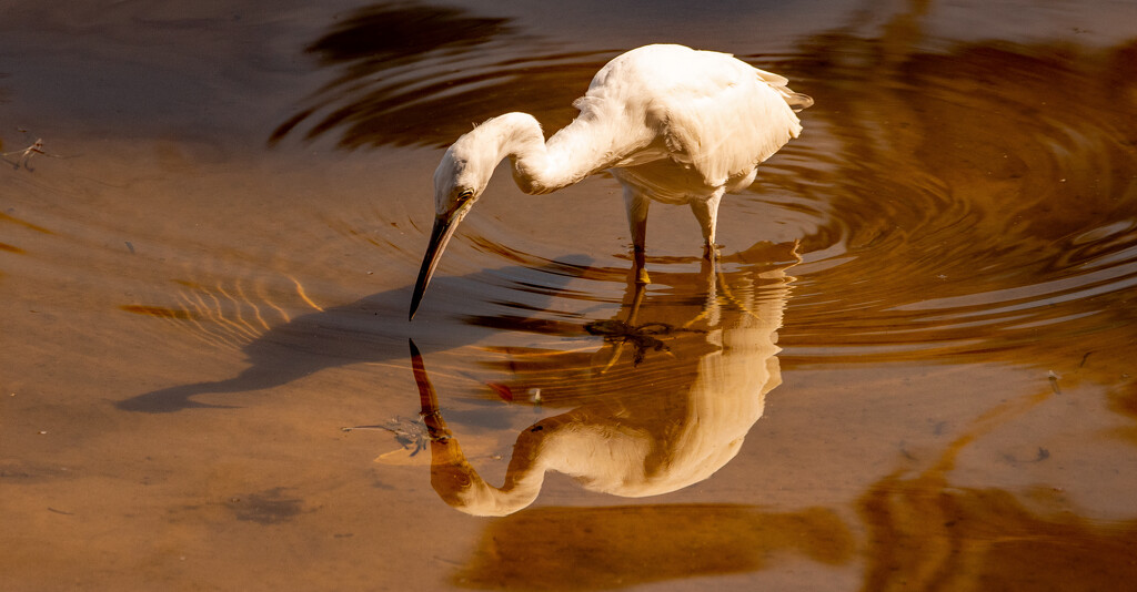 Egret, Shadow, and Reflection! by rickster549