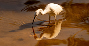 25th Jul 2022 - Egret, Shadow, and Reflection!