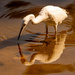 Egret, Shadow, and Reflection!