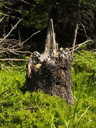 26th Jul 2022 - Another stump