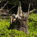 Another stump by monikozi