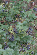 24th Jul 2022 - High Bush Blueberries in the bog