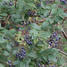 High Bush Blueberries in the bog