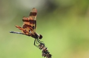 21st Jul 2022 - Brown Striped Dragonfly