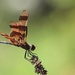 Brown Striped Dragonfly by lynnz