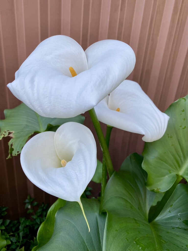 Lilies by kjarn