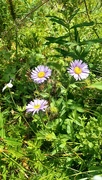 22nd Jul 2022 - Asters