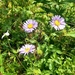 Asters by harbie