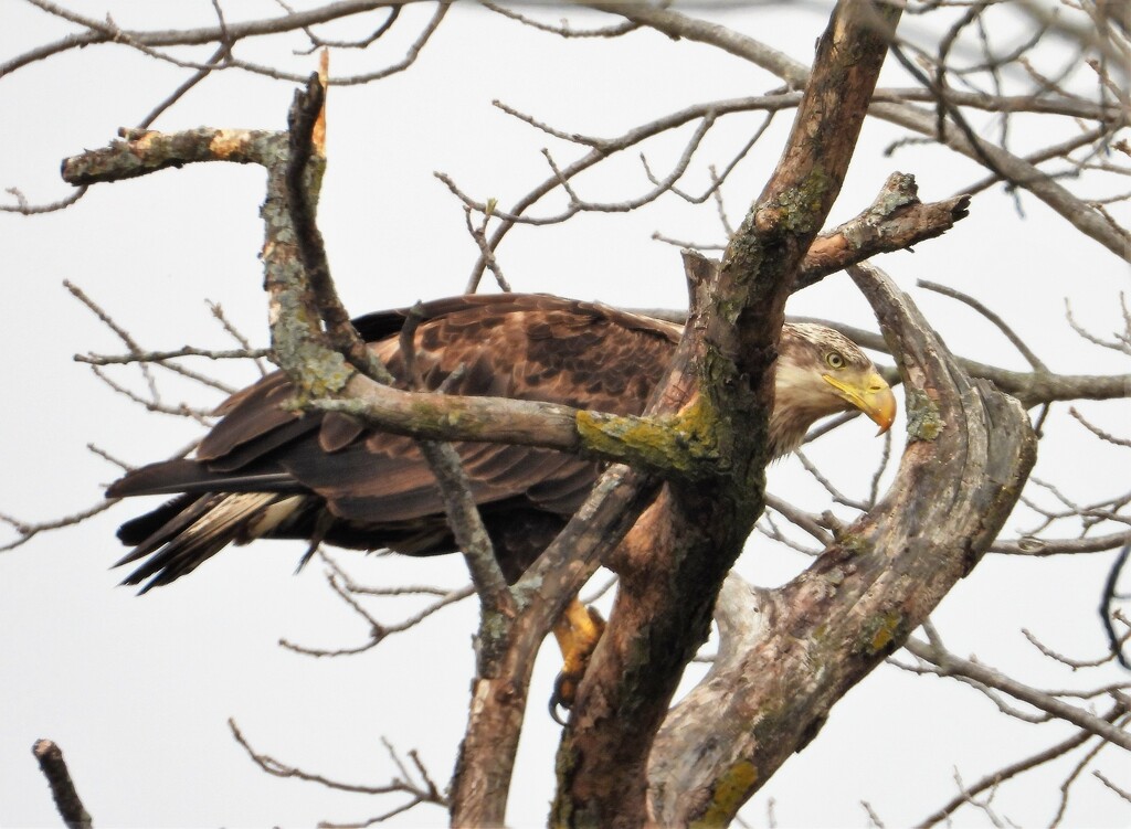 Juvenile Eagle  by lynnz