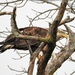 Juvenile Eagle  by lynnz
