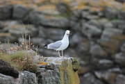 26th Jul 2022 - Common Seagull and not a Kittiwake!