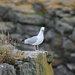 Common Seagull and not a Kittiwake! by jamibann