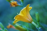 26th Jun 2022 - Yellow Lily