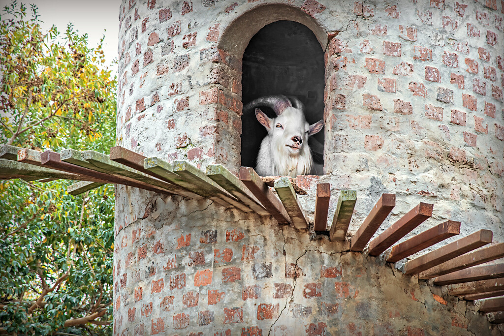 Billy Goat Gruff by ludwigsdiana
