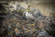 24th Jul 2022 - Young seagull