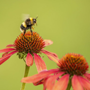 26th Jul 2022 - Echinacea and Bee
