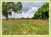 26th Jul 2022 - Wildflower Meadow
