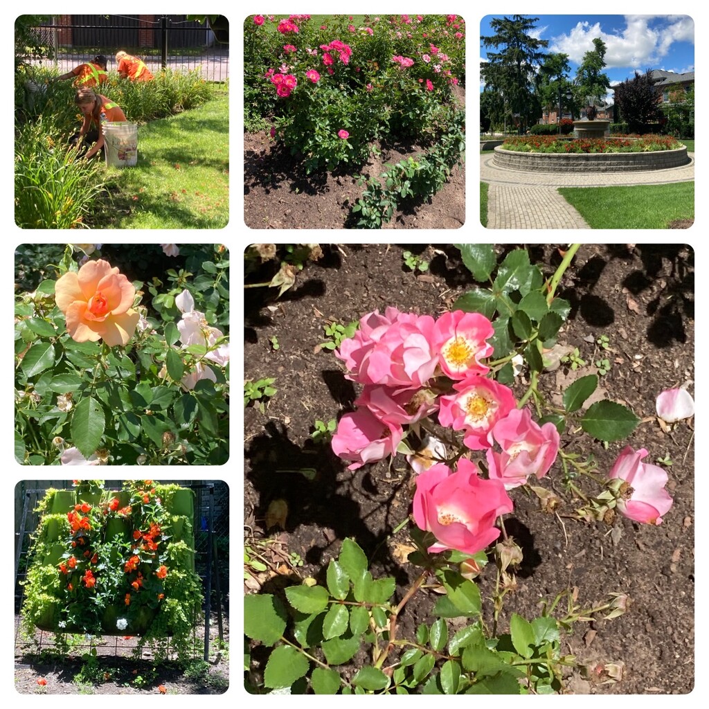 Rose Garden  by spanishliz