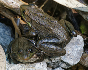 26th Jul 2022 - green frogs