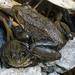 green frogs by rminer