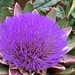 Globe Artichoke Flower  by cataylor41