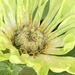 Zinnia Flower  by cataylor41