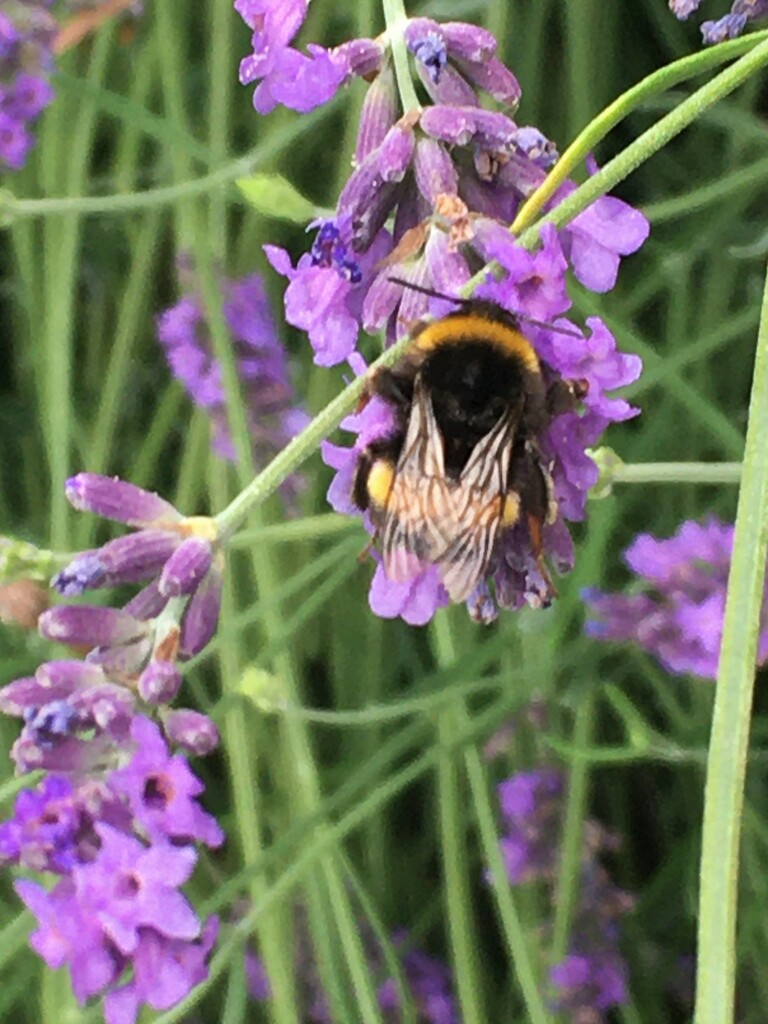 Bee on the lavender by 365anne