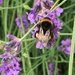 Bee on the lavender by 365anne