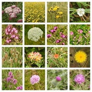 15th Jul 2022 - Wild Flowers on the Pembrokeshire Coast Path