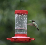 26th Jul 2022 - I moved my feeder and more birds are finding it.