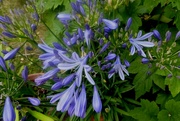 26th Jul 2022 - Agapanthus flowers in the sun