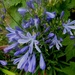 Agapanthus flowers in the sun by snowy