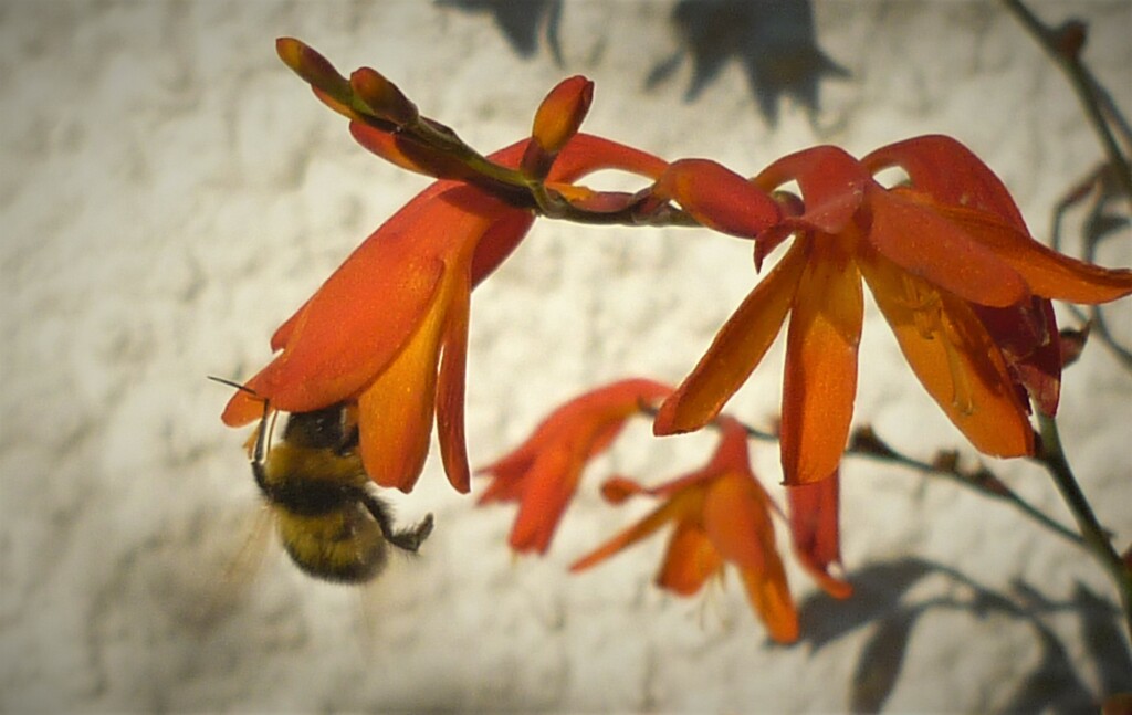 Bee (busy) by countrylassie