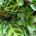 Plants from Conservatory by julie