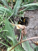 26th Jul 2022 - Bumblebees in our garden 🐝
