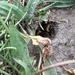 Bumblebees in our garden 🐝 by elsieblack145