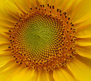26th Jul 2022 - Every Photostream needs a Sunflower