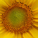 Every Photostream needs a Sunflower by phil_howcroft