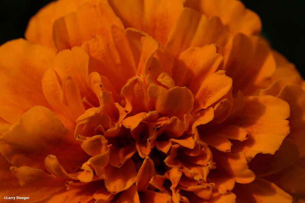 Marigold patterns by larrysphotos
