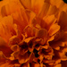 Marigold patterns by larrysphotos