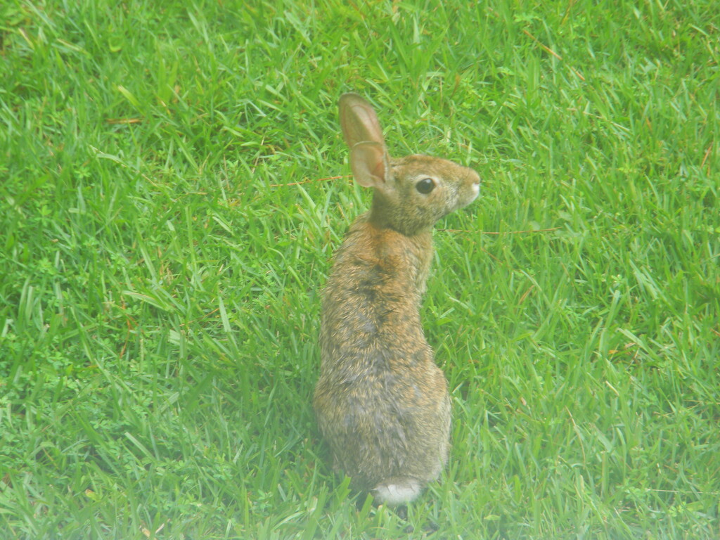 Rabbit in Side Yard by sfeldphotos